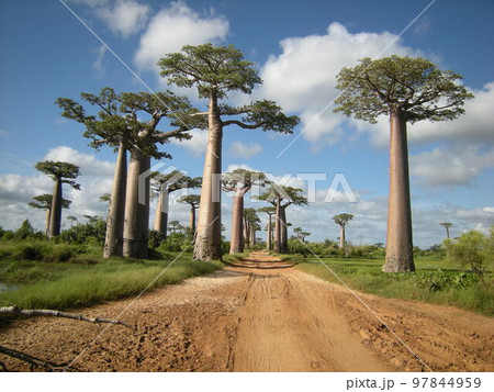 マダガスカル バオバブの並木道 マダガスカル バオバブの並木道 97844959