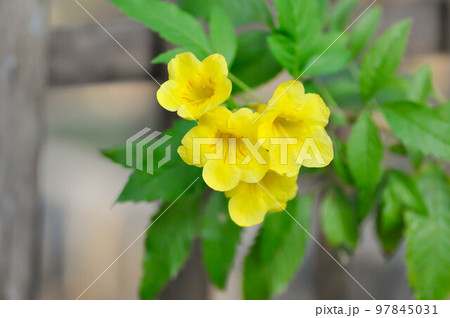Trumpet vine, Yellow, Yellow bell or Yellow elder Trumpet vine, Yellow, Yellow bell or Yellow elder 97845031