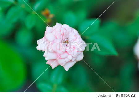 rose or pink rose ,Rosa hybrida or Rosa or Rosaceae or Rosa chinensis Jacq var minima Voss rose or pink rose ,Rosa hybrida or Rosa or Rosaceae or Rosa chinensis Jacq var minima Voss 97845032