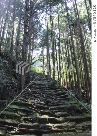 夏の熊野古道の階段 夏の熊野古道の階段 97845110
