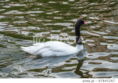 The black-necked swan, Cygnus melancoryphus, is a swan that is the largest waterfowl native to South America. The body plumage is white with a black neck and head and greyish bill The black-necked swan, Cygnus melancoryphus, is a swan that is the largest waterfowl native to South America. The body plumage is white with a black neck and head and greyish bill 97845267