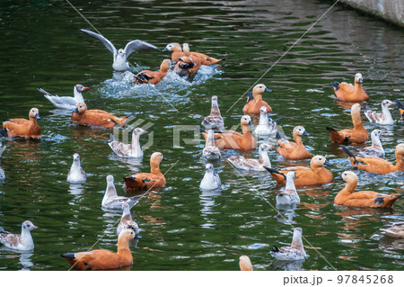 A flock of shelducks and seagulls swim in the water 97845268