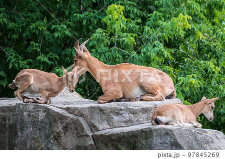 Markhor goatlings jump on the rocks. Markhor, Capra falconeri Markhor goatlings jump on the rocks. Markhor, Capra falconeri 97845269
