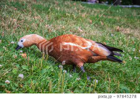 The ruddy shelduck walks across the green lawn. 97845278