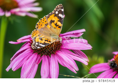 Beautiful butterfly painted lady or Vanessa cardui sitting on purple Echinacea flower in the summer. Close up. Macro. 97845419