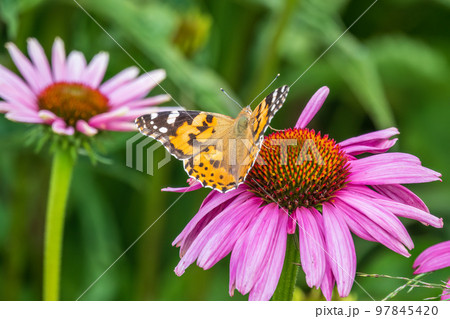 Beautiful butterfly painted lady or Vanessa cardui sitting on purple Echinacea flower in the summer. Close up. Macro. 97845420