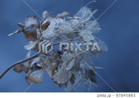 枯れ紫陽花 97845863