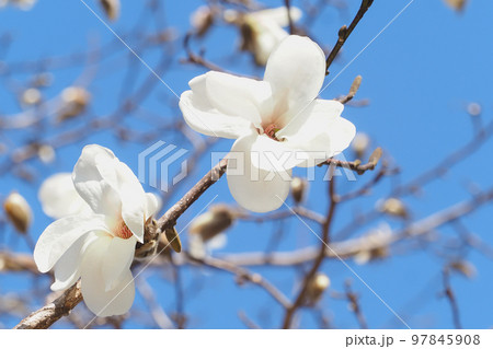 コブシの花 97845908