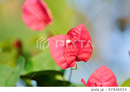 Bougainvillea or paper flower , red paper flower Bougainvillea or paper flower , red paper flower 97846054