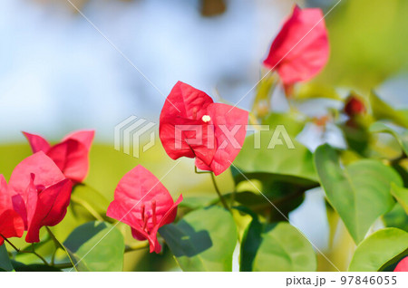 Bougainvillea or paper flower , red paper flower 97846055