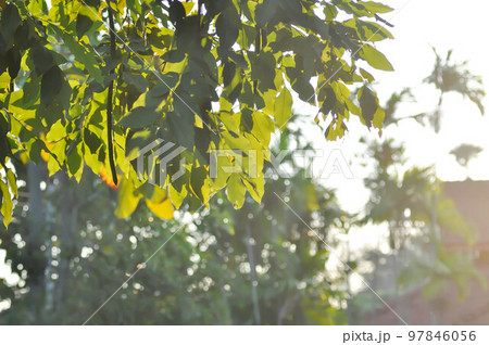 Cassia fistula ,LEGUMINOSAE CAESALPINIOIDEAE or Pudding Pine or Indian Laburnum or Golden Shower 97846056