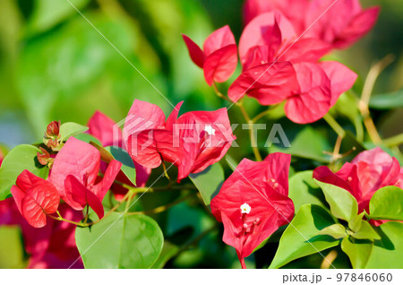 Bougainvillea or paper flower , red paper flower Bougainvillea or paper flower , red paper flower 97846060