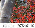 もみじ 97846110