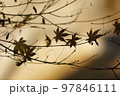 もみじ　夕陽 97846111