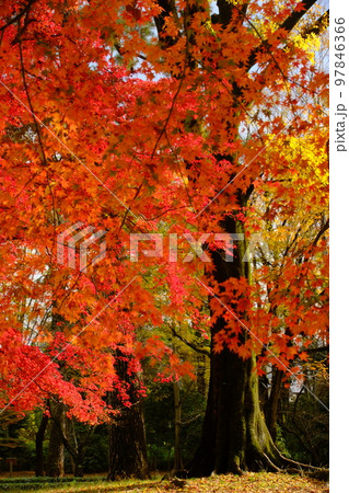 静かで美しい京都御苑の紅葉 静かで美しい京都御苑の紅葉 97846366