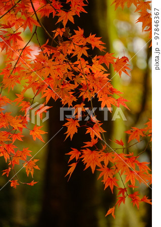 静かで美しい京都御苑の紅葉 静かで美しい京都御苑の紅葉 97846367