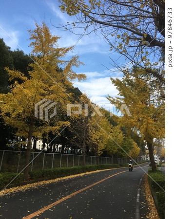 初冬の三浦半島久里浜の道路の銀杏並木の紅葉と走り来る一台のオートバイ 97846733