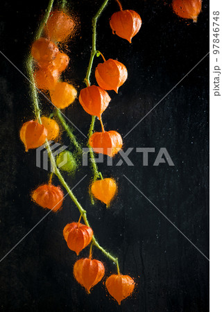 Physalis with red fruits and green colorful leaves on black isolated background close up Physalis with red fruits and green colorful leaves on black isolated background close up 97846748