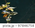 水面に浮かぶ枯れ葉 97846758