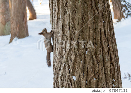 りす_野生動物_くるみ_かわいい_栗鼠 りす_野生動物_くるみ_かわいい_栗鼠 97847131