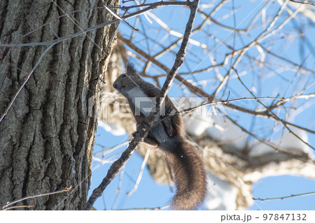りす＿野生動物＿くるみ＿かわいい＿栗鼠 97847132