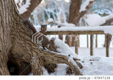 りす＿野生動物＿くるみ＿かわいい＿栗鼠 97847138