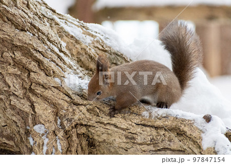 りす_野生動物_くるみ_かわいい_栗鼠 りす_野生動物_くるみ_かわいい_栗鼠 97847154