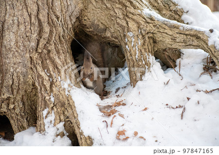 りす_野生動物_くるみ_かわいい_栗鼠 りす_野生動物_くるみ_かわいい_栗鼠 97847165