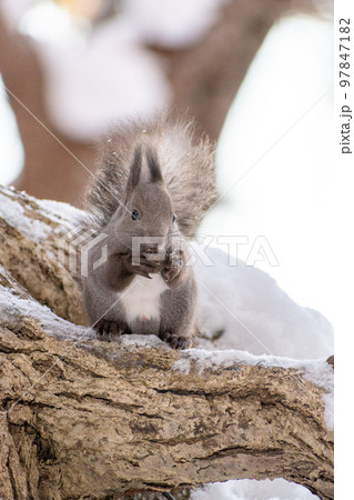 りす＿野生動物＿くるみ＿かわいい＿栗鼠 97847182