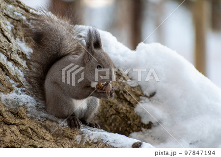 りす_野生動物_くるみ_かわいい_栗鼠 りす_野生動物_くるみ_かわいい_栗鼠 97847194