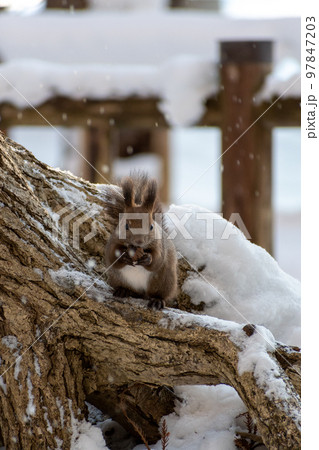 りす＿野生動物＿くるみ＿かわいい＿栗鼠 97847203