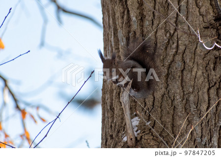 りす＿野生動物＿くるみ＿かわいい＿栗鼠 97847205