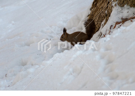 りす_野生動物_くるみ_かわいい_栗鼠 りす_野生動物_くるみ_かわいい_栗鼠 97847221