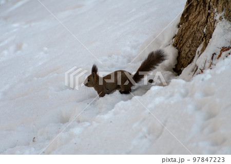 りす＿野生動物＿くるみ＿かわいい＿栗鼠 97847223