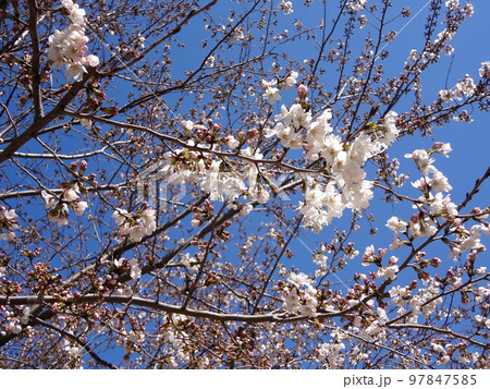 桜 97847585