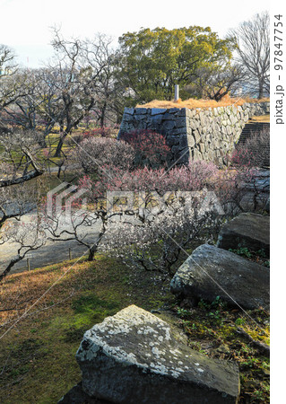 舞鶴公園の梅 97847754