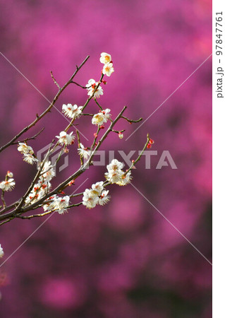 舞鶴公園の梅 舞鶴公園の梅 97847761