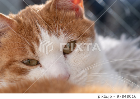 見つめる猫　茶トラ白 97848016