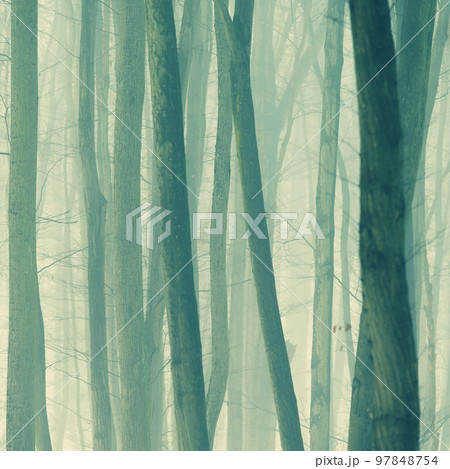 Background with trees in the fog. Nature in winter time with tree trunks. Concept for wood and environment. 97848754