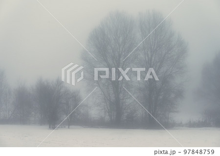 Background with trees in the fog. Nature in winter time with tree trunks. Concept for wood and environment. 97848759