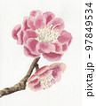 ピンクの八重の梅の花 97849534