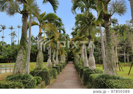東南植物楽園　トックリヤシ（沖縄県） 97850389