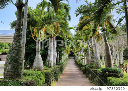 東南植物楽園　トックリヤシ（沖縄県） 97850390