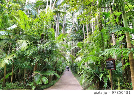東南植物楽園　ユスラヤシ（沖縄県） 97850481