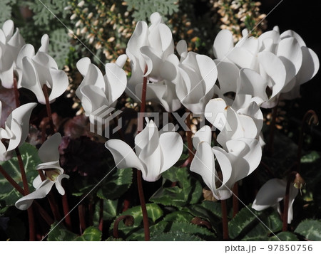 庭の白いガーデンシクラメン 97850756