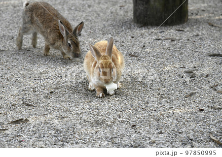 うさぎたち 97850995