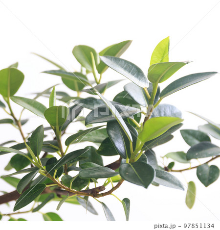 観葉植物、フィカス・ルビギノサ（フランスゴム）の葉【白背景】 97851134