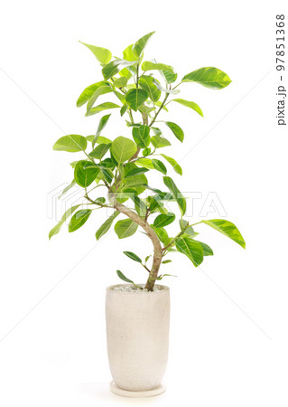 観葉植物、フィカス・ウィルデマニアーナの鉢植え【白背景】 97851368