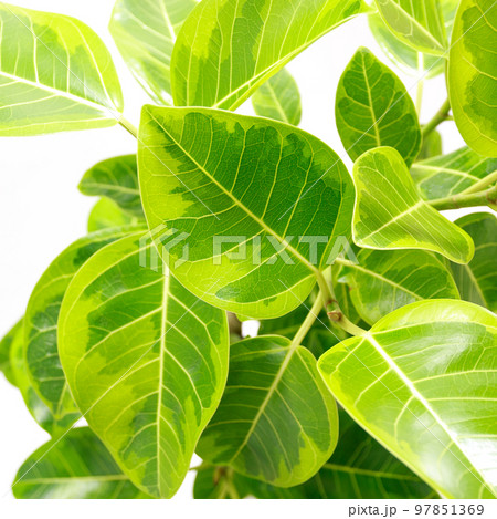 観葉植物、フィカス・ウィルデマニアーナの葉【白背景】 観葉植物、フィカス・ウィルデマニアーナの葉【白背景】 97851369