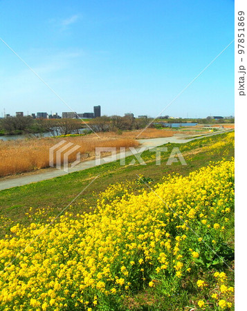 春の菜の花咲く土手から見る江戸川河川敷風景 春の菜の花咲く土手から見る江戸川河川敷風景 97851869